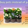 9 x Hanging Basket Outdoor Plants | 3x Bellis | 3x Primrose | 3x Viola in 10.5cm Pots - Image 6