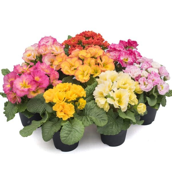 9 x Mix of Flowering Primrose | 10.5cm pots - Image 5