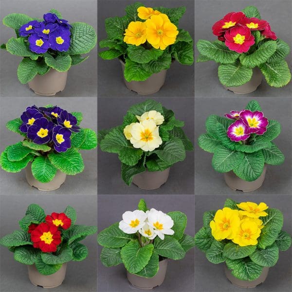 9 x Mix of Flowering Primrose | 10.5cm pots - Image 3