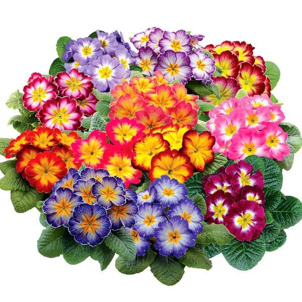 9 x Mix of Flowering Primrose | 10.5cm pots - Image 4