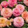 9 x Mix of Ranunculus | 10.5cm pots - Image 8