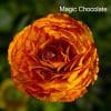 9 x Mix of Ranunculus | 10.5cm pots - Image 7