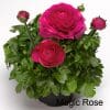 9 x Mix of Ranunculus | 10.5cm pots - Image 5