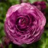 9 x Mix of Ranunculus | 10.5cm pots - Image 3