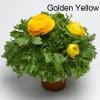 9 x Mix of Ranunculus | 10.5cm pots - Image 2