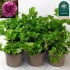 9 x Mix of Ranunculus | 10.5cm pots
