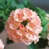 18 x Verbena Plants in 10.5cm pots (Mixed Colours) - Image 3