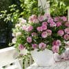 18 x Verbena Plants in 10.5cm pots (Mixed Colours)
