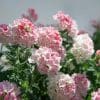 18 x Verbena Plants in 10.5cm pots (Mixed Colours) - Image 2
