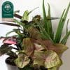 Indoor House Plants Mix x 4 (15cm Recyclable Plastic Pots) - Image 2