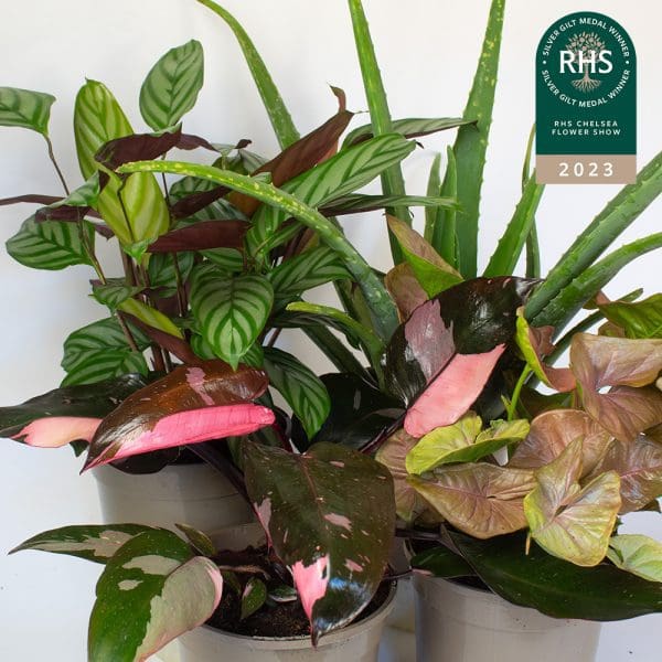 Indoor House Plants Mix x 4 (15cm Recyclable Plastic Pots) - Image 3