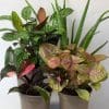 Indoor House Plants in Recyclable Plastic Pots