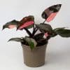 Indoor House Plants Mix x 4 (15cm Recyclable Plastic Pots) - Image 4