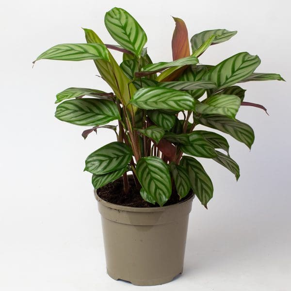 Indoor House Plants Mix x 4 (15cm Recyclable Plastic Pots) - Image 5