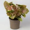 Indoor House Plants Mix x 4 (15cm Recyclable Plastic Pots) - Image 6