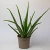 Indoor House Plants Mix x 4 (15cm Recyclable Plastic Pots) - Image 7