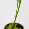 Venus Fly Traps x 3 in 9cm pots - Image 3