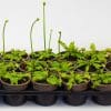 Venus Fly Traps x 3 in 9cm pots - Image 4