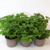 18 x Verbena Plants in 10.5cm pots (Mixed Colours) - Image 4