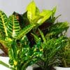 Croton Plants - Codiaeum variegatum