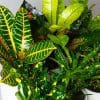 Croton Plants Mix x 6 (13cm pots) - Image 5
