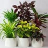 Pet Friendly Plants Mix x 6 (13cm pots) - Image 2