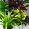 Pet Friendly Plants Mix x 6 (13cm pots) - Image 3