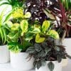 Pet Friendly Plants Mix x 6 (13cm pots) - Image 4