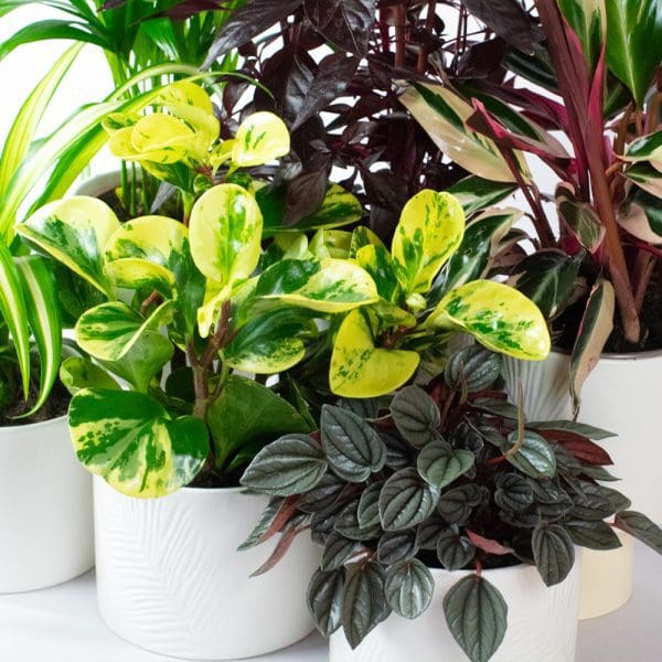 Pet Friendly Plants Mix x 6 (13cm pots) - Image 4