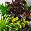 Pet Friendly Plants Mix x 6 (13cm pots) - Image 5