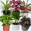 Pet Friendly Plants Mix x 6 (13cm pots) - Image 6