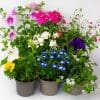 Flowering Bedding Plants Mix x 9 (10.5cm pots) - Image 3