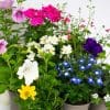 Flowering Bedding Plants Mix x 9 (10.5cm pots) - Image 4