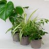 House Plants x 3 (10.5cm Pot) - Image 2