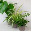 House Plants x 3 (10.5cm Pot) - Image 3