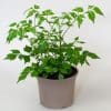 House Plants x 3 (10.5cm Pot) - Image 4
