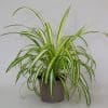 House Plants x 3 (10.5cm Pot) - Image 5