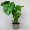 House Plants x 3 (10.5cm Pot) - Image 6