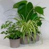 House Plants x 3 (10.5cm Pot) - Image 7