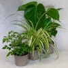 House Plants x 3 (10.5cm Pot) - Image 8