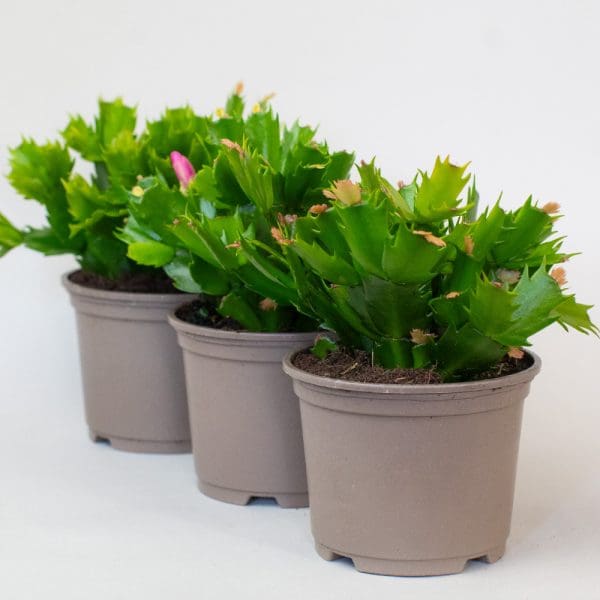 Christmas Cactus (3 x Mixed Colours in 10.5cm Pots) - Image 3