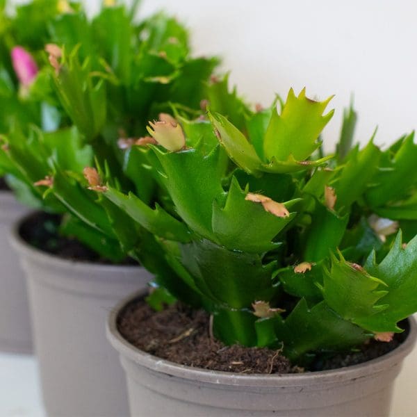 Christmas Cactus (3 x Mixed Colours in 10.5cm Pots) - Image 4