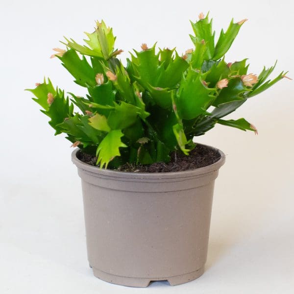 Christmas Cactus (3 x Mixed Colours in 10.5cm Pots) - Image 5