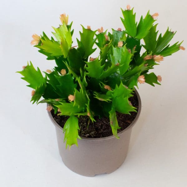 Christmas Cactus (3 x Mixed Colours in 10.5cm Pots) - Image 7
