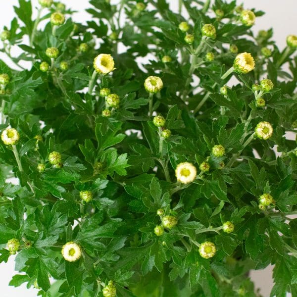Chrysanthemum x 3 (10.5cm Pots) - Image 3