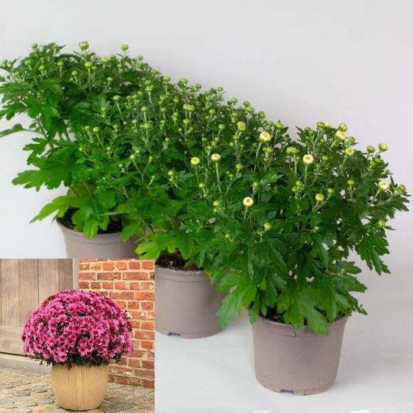 Chrysanthemum x 3 (10.5cm Pots)